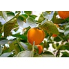 Eetbare tuin-edible garden Diospyros kaki - Plaqueminier