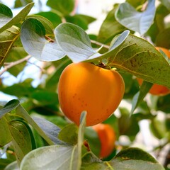 Eetbare tuin-edible garden Diospyros kaki - Sharonfruit - Persimmon