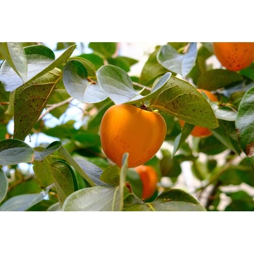Eetbare tuin-edible garden Diospyros kaki - Kakiboom - Sharonfruit