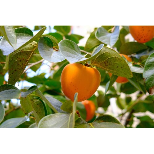 Eetbare tuin-edible garden Diospyros kaki - Plaqueminier