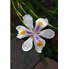 Bloemen-flowers Dietes grandiflora - Afrikaanse iris