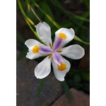 Bloemen-flowers Dietes grandiflora - Iris géant