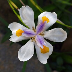 Bloemen-flowers Dietes grandiflora - Iris géant