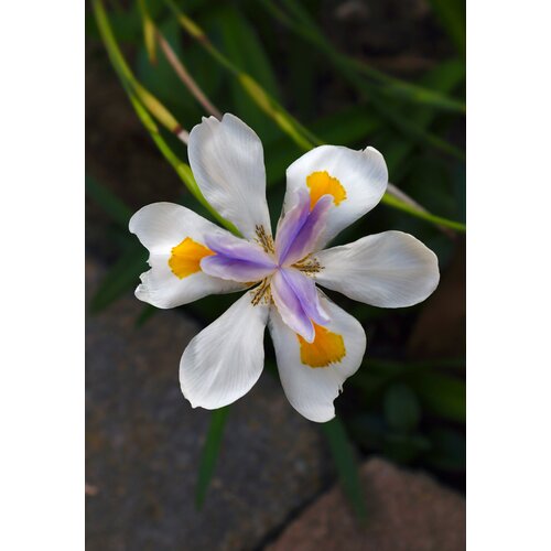 Bloemen-flowers Dietes grandiflora - Iris géant