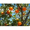 Eetbare tuin-edible garden Citrus sinensis - Orange tree