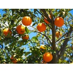 Eetbare tuin-edible garden Citrus sinensis - Orange tree