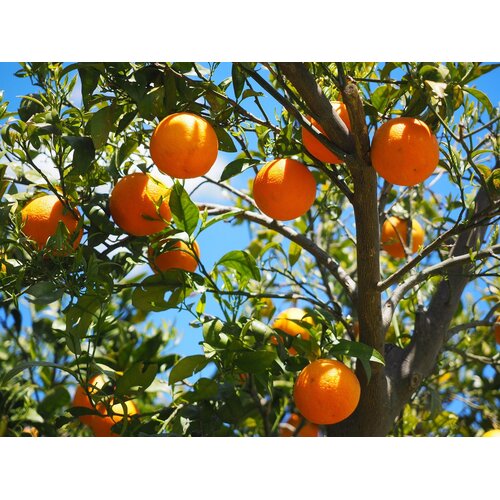Eetbare tuin-edible garden Citrus sinensis - Orange tree