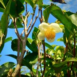 Eetbare tuin-edible garden Camellia sinensis - Tea plant - Green tea - Oolong