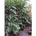 Eetbare tuin-edible garden Psidium guajava - Guava