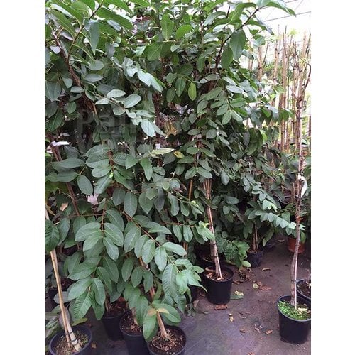 Eetbare tuin-edible garden Psidium guajava - Guava