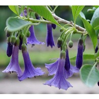 Bloemen-flowers Acnistus australis - Lochroma australis
