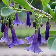 Bloemen-flowers Acnistus australis - Lochroma australis
