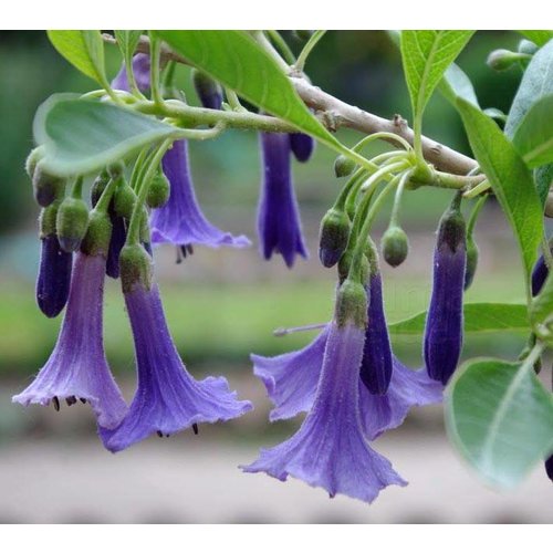 Bloemen-flowers Acnistus australis - Lochroma australis