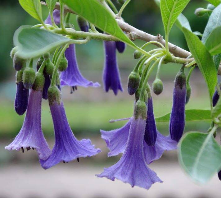 Acnistus australis - Iochroma australis - Palma Verde Exoten