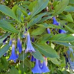 Bloemen-flowers Acnistus australis - Iochroma australis