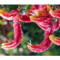 Bloemen-flowers Beloperone guttata - Beloperone tachetée