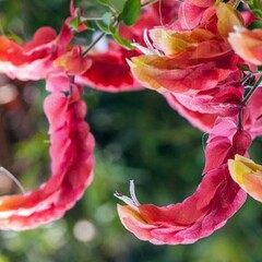 Bloemen-flowers Beloperone guttata - Beloperone tachetée