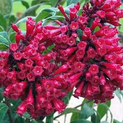 Bloemen-flowers Cestrum elegans - Red jasmine