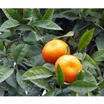 Eetbare tuin-edible garden Citrus aurantium