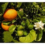 Eetbare tuin-edible garden Citrus aurantium