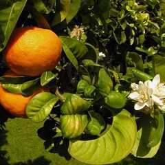 Eetbare tuin-edible garden Citrus aurantium