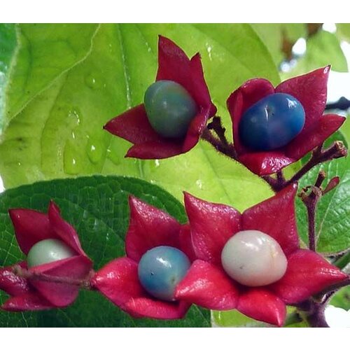 Bloemen-flowers Clerodendrum trichotomum - Peanut butter tree