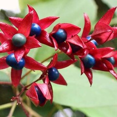 Bloemen-flowers Clerodendrum trichotomum -Harlequin glorybower