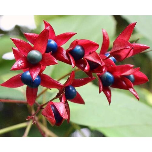 Bloemen-flowers Clerodendrum trichotomum - Peanut butter tree