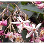 Bloemen-flowers Clerodendrum trichotomum - Peanut butter tree