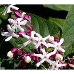 Bloemen-flowers Clerodendrum trichotomum - Pindakaasboom