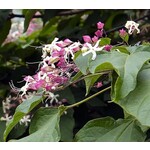 Bloemen-flowers Clerodendrum trichotomum - Pindakaasboom