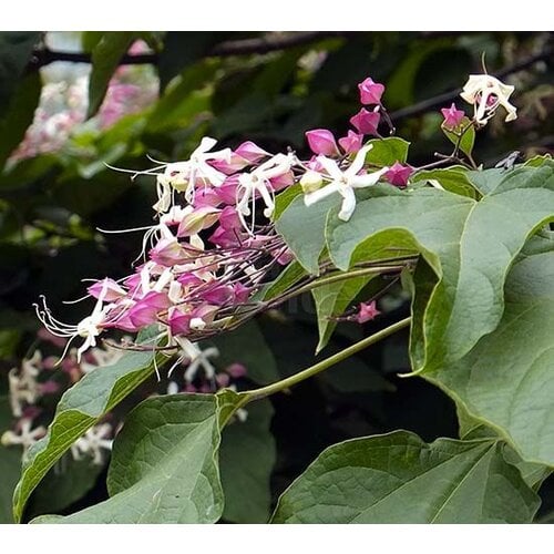 Bloemen-flowers Clerodendrum trichotomum - Peanut butter tree