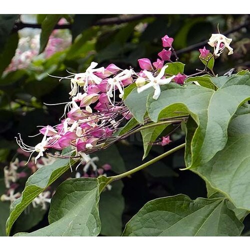 Bloemen-flowers Clerodendrum trichotomum - Pindakaasboom