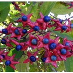 Bloemen-flowers Clerodendrum trichotomum - Peanut butter tree