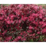 Bloemen-flowers Loropetalum chinense Fire Dance - Chinese franjeboom