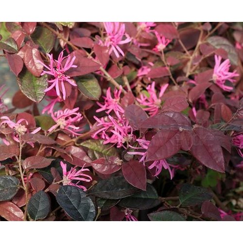 Bloemen-flowers Loropetalum chinense Fire Dance - Fringe flower - Chines witch hazel
