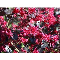 Bloemen-flowers Loropetalum chinense Fire Dance - Chinese franjeboom
