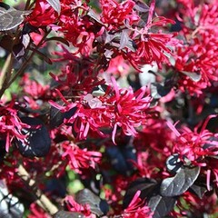 Bloemen-flowers Loropetalum chinense Fire Dance - Chinese franjeboom