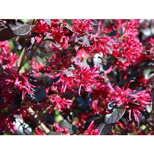 Bloemen-flowers Loropetalum chinense Fire Dance