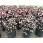 Bloemen-flowers Loropetalum chinense Fire Dance - Fringe flower - Chines witch hazel