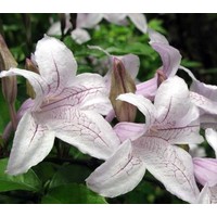 Bloemen-flowers Mackaya bella - Kaapse glorie