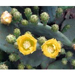 Woestijn-desert Opuntia humifusa - Hardy cactus