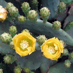 Woestijn-desert Opuntia humifusa - Hardy cactus