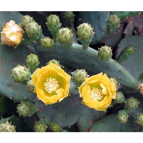 Woestijn-desert Opuntia humifusa - Hardy cactus
