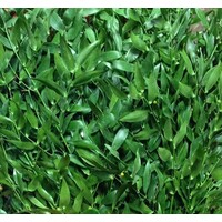 Bloemen-flowers Ruscus racemosa - Butcher's-broom - Italian Ruscus