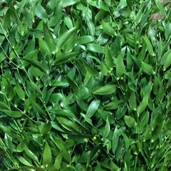 Bloemen-flowers Ruscus racemosa - Butcher's-broom - Italian Ruscus