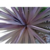 Blad-leaf Cordyline australis Red Star