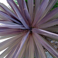 Blad-leaf Cordyline australis Red Star