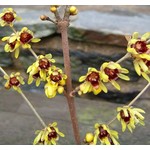 Bloemen-flowers Chimonanthus praecox - Winterzoet