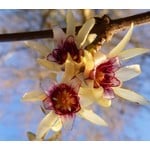 Bloemen-flowers Chimonanthus praecox